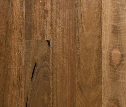 Spotted Gum