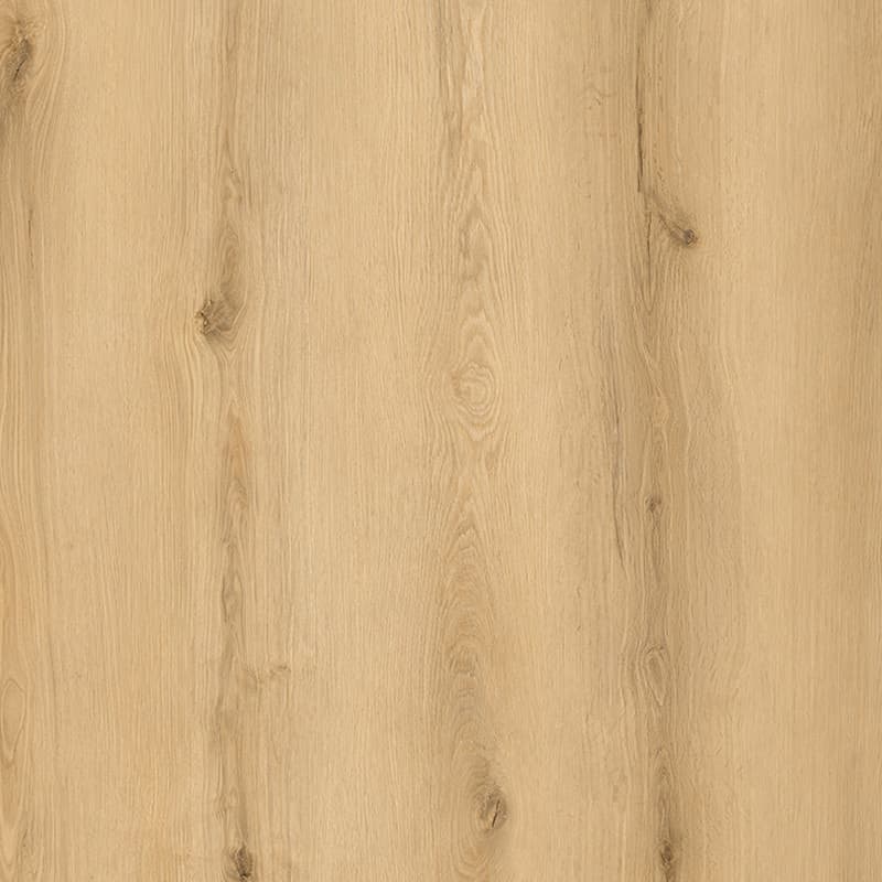 Sunset Birch