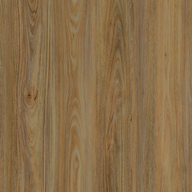 Spotted Gum