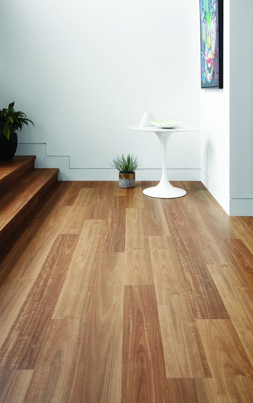 Spotted Gum